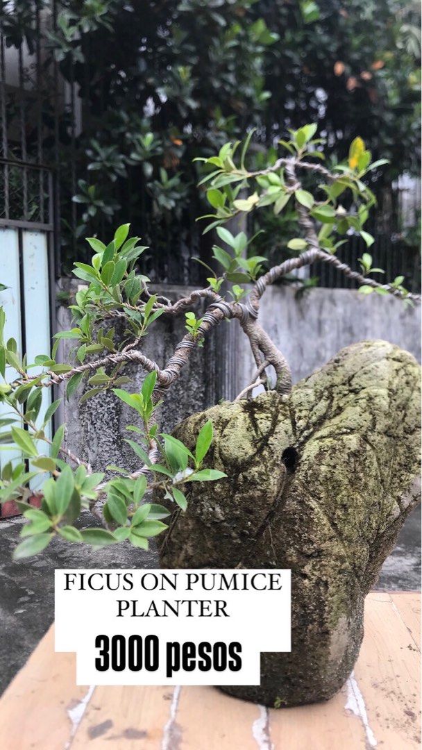 BONSAI TREES FOR SALE (Category: Plants & Seeds) located in Quezon City. Submitted by nicholangelo_ga (Listing ID 1364628032, Image 2). Description: BLOOM INTO SERENITY THIS SEASON WITH BONSAI! As April winds down and May peeks around the corner, it’s the perfect time to welcome fresh energy into your home or workspace. Add a touch of calm, balance, and natural beauty with a stunning bonsai from OK Bloomer PH. Whether you’re treating yourself or 