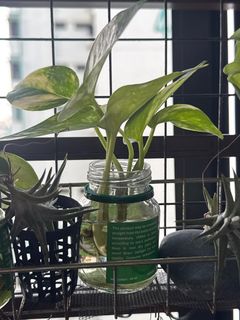 (Category: ) located in . Submitted by growingreens (Listing ID 1364581435, Image 1). Description: .