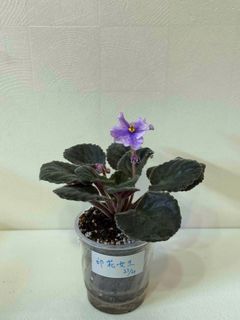 （分類：）位於 。 由 cc_agave 提交（商品編號 1364943391，圖片 1）。簡介： 。