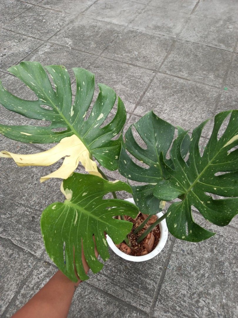 Thai Constellation (High Var) (Category: Plants & Seeds) located in Quezon City. Submitted by one.thin9.less (Listing ID 1364853673, Image 3). Description: 5 pots available.