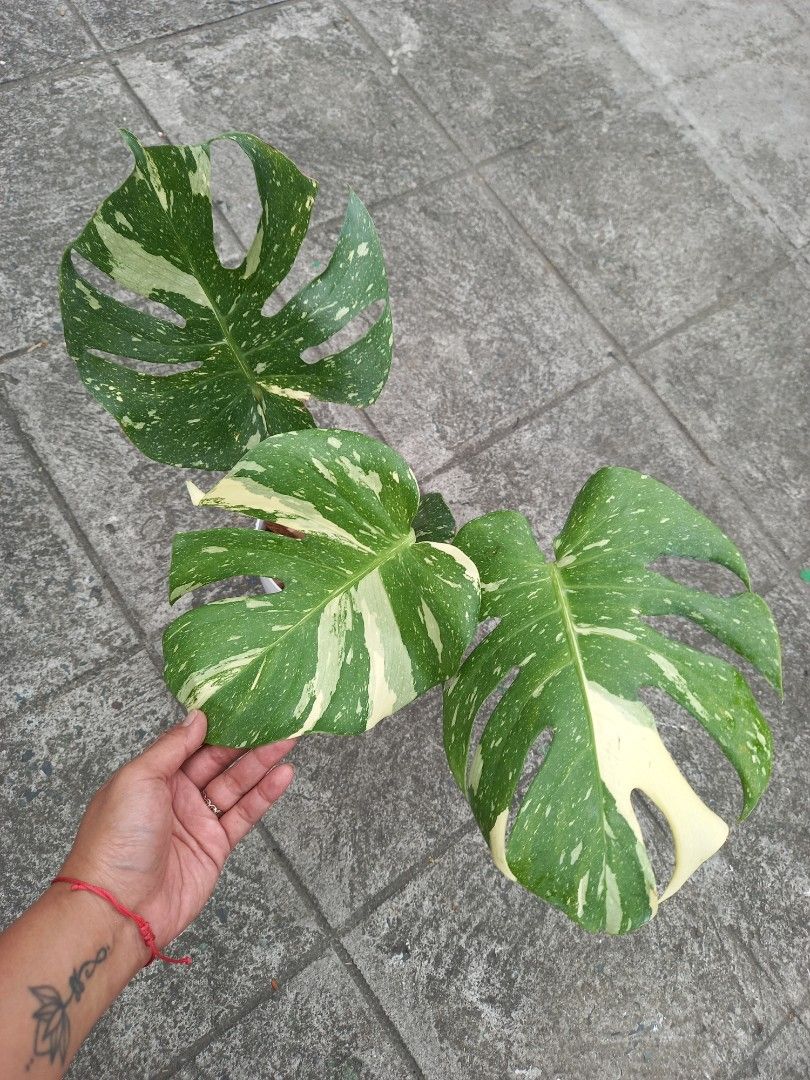 Thai Constellation (High Var) (Category: Plants & Seeds) located in Quezon City. Submitted by one.thin9.less (Listing ID 1364853673, Image 2). Description: 5 pots available.
