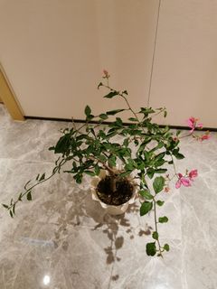 （分類：）位於 。 由 x5xvpa6g4p 提交（商品編號 1365081864，圖片 1）。簡介： 。