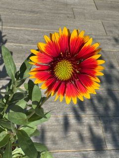 (Category: ) located in . Submitted by plantsman (Listing ID 1365018384, Image 1). Description: .