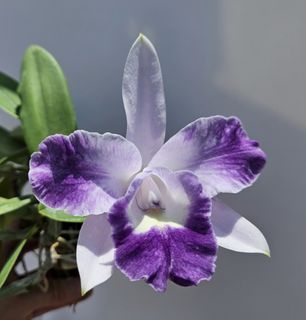 （分類：）位於 。 由 RejoiceInplanting 提交（商品編號 1364996138，圖片 1）。簡介： 。