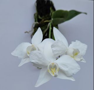 （分類：）位於 。 由 RejoiceInplanting 提交（商品編號 1364995172，圖片 1）。簡介： 。