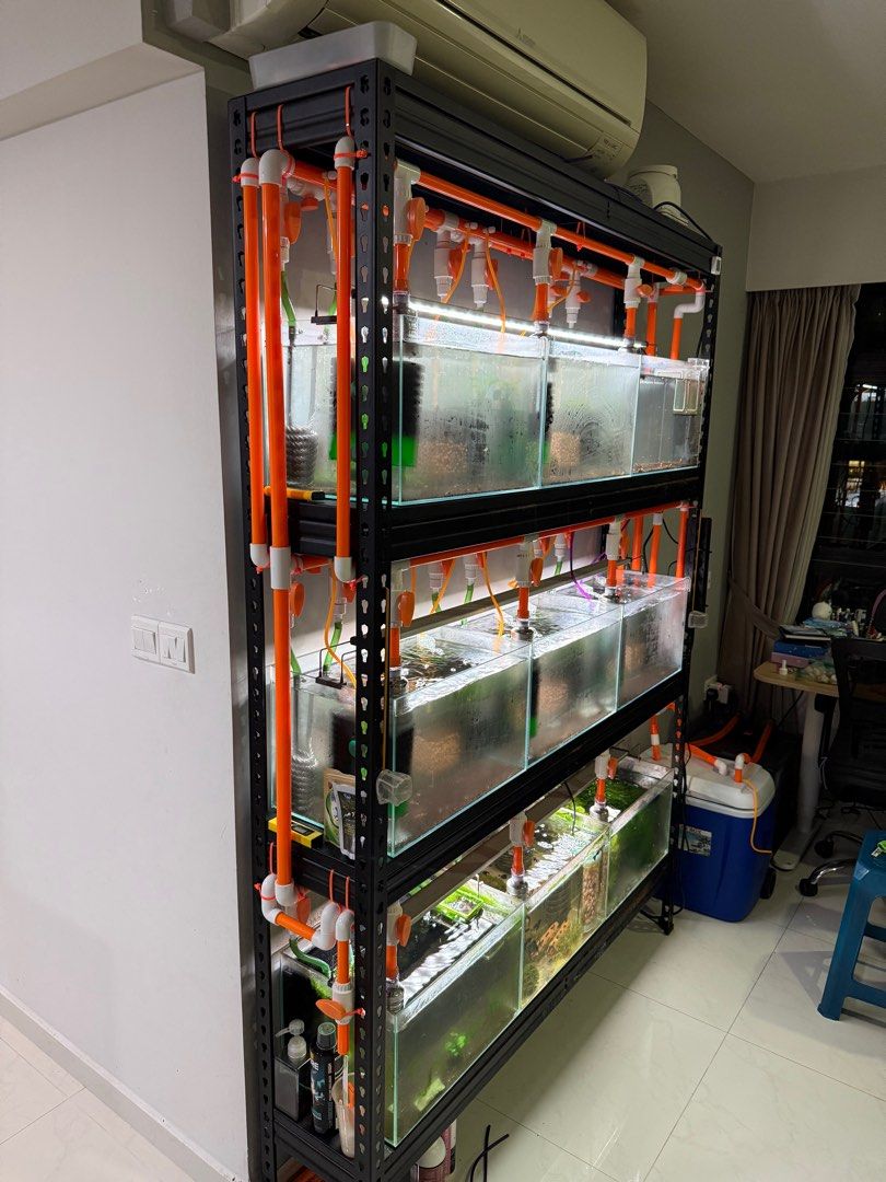 Sanking 25mm PVC pipe Orange (1M) (Category: Homes & Other Pet Accessories) located in Singapore. Submitted by jwshrimps (Listing ID 1365094108, Image 3). Description: Used to distribute air for tank racks.