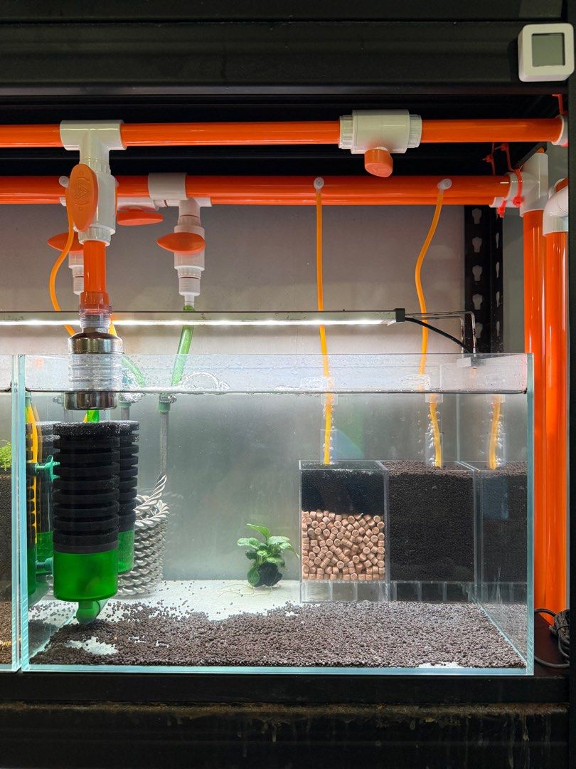 Sanking 25mm PVC pipe Orange (1M) (Category: Homes & Other Pet Accessories) located in Singapore. Submitted by jwshrimps (Listing ID 1365094108, Image 2). Description: Used to distribute air for tank racks.