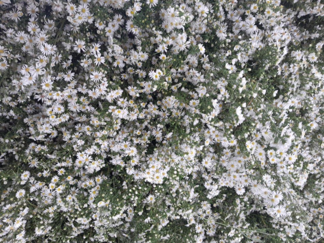 Aster (Category: Plants & Seeds) located in Calamba. Submitted by qualityfruittrees25 (Listing ID 1365333163, Image 3). Description: Aster supplier per kilo or per bundle .