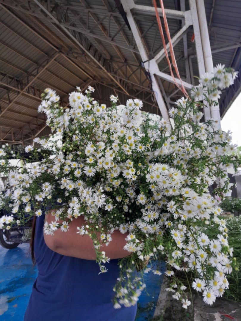 Aster plant for sale (Category: Plants & Seeds) located in Calamba. Submitted by qualityfruittrees25 (Listing ID 1365333995, Image 1). Description: Discounted for bulk orders Per kg or per bundles.