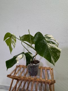(Category: ) located in . Submitted by letsgrow (Listing ID 1365430605, Image 1). Description: .