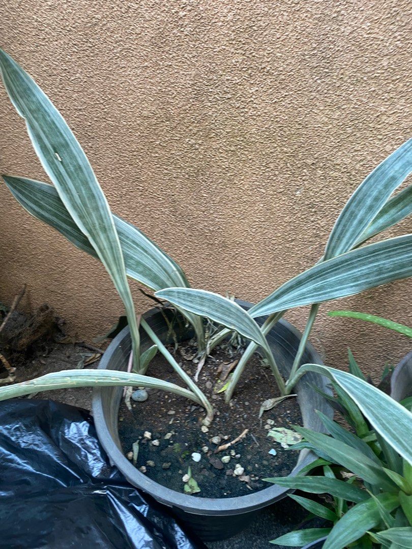 Random Sansevieria / Snake Plants for sale (Category: Plants & Seeds) located in Pasig City. Submitted by gmans.items (Listing ID 1365386832, Image 1). Description: Random Sansevieria / Snake Plants for Sale Small 50 Medium 70 Large 100 Pm me for more options Qc locatio .