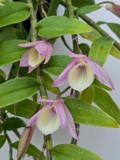 （分類：）位於 。 由 RejoiceInplanting 提交（商品編號 1365634577，圖片 1）。簡介： 。