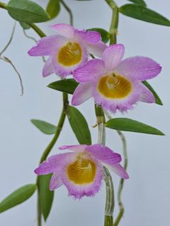 （分類：）位於 。 由 RejoiceInplanting 提交（商品編號 1365639819，圖片 1）。簡介： 。