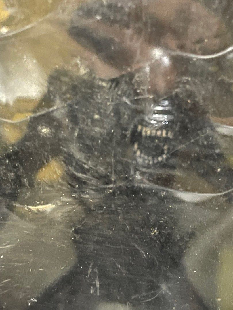 Alien Vs Predator Alien Figure Japan Release FuRyu (Category: Figurines & Statues) located in Taguig. Submitted by johnhb (Listing ID 1365637744, Image 2). Description: Box condition 5/10 but figure is still pristine MOP: GCash MOD: Lalamove from BGC.