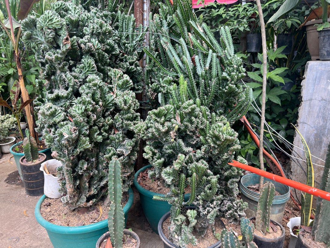 Euphorbia Coral Cactus (Category: Plants & Seeds) located in Quezon City. Submitted by hometherapyph (Listing ID 1365549922, Image 1). Description: Rare Coral cactus .