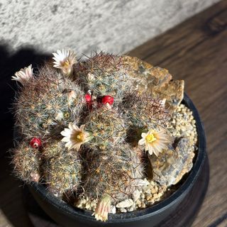 （分類：）位於 。 由 nikumachi 提交（商品編號 1365619074，圖片 1）。簡介： 。