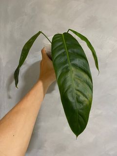 (Category: ) located in . Submitted by pgwplants (Listing ID 1365574711, Image 1). Description: .