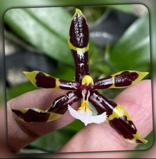 （分類：）位於 。 由 RejoiceInplanting 提交（商品編號 1365801161，圖片 1）。簡介： 。