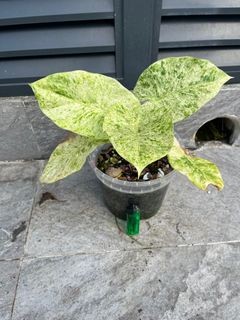 (Category: ) located in . Submitted by plant_guy (Listing ID 1365742991, Image 1). Description: .