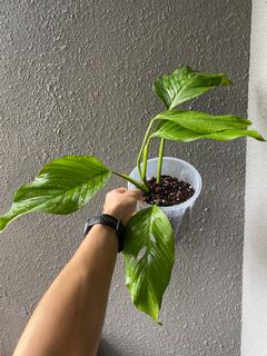 (Category: ) located in . Submitted by pgwplants (Listing ID 1365770426, Image 1). Description: .