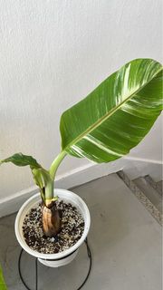 (Category: ) located in . Submitted by gardenparadisesgp (Listing ID 1365651999, Image 1). Description: .