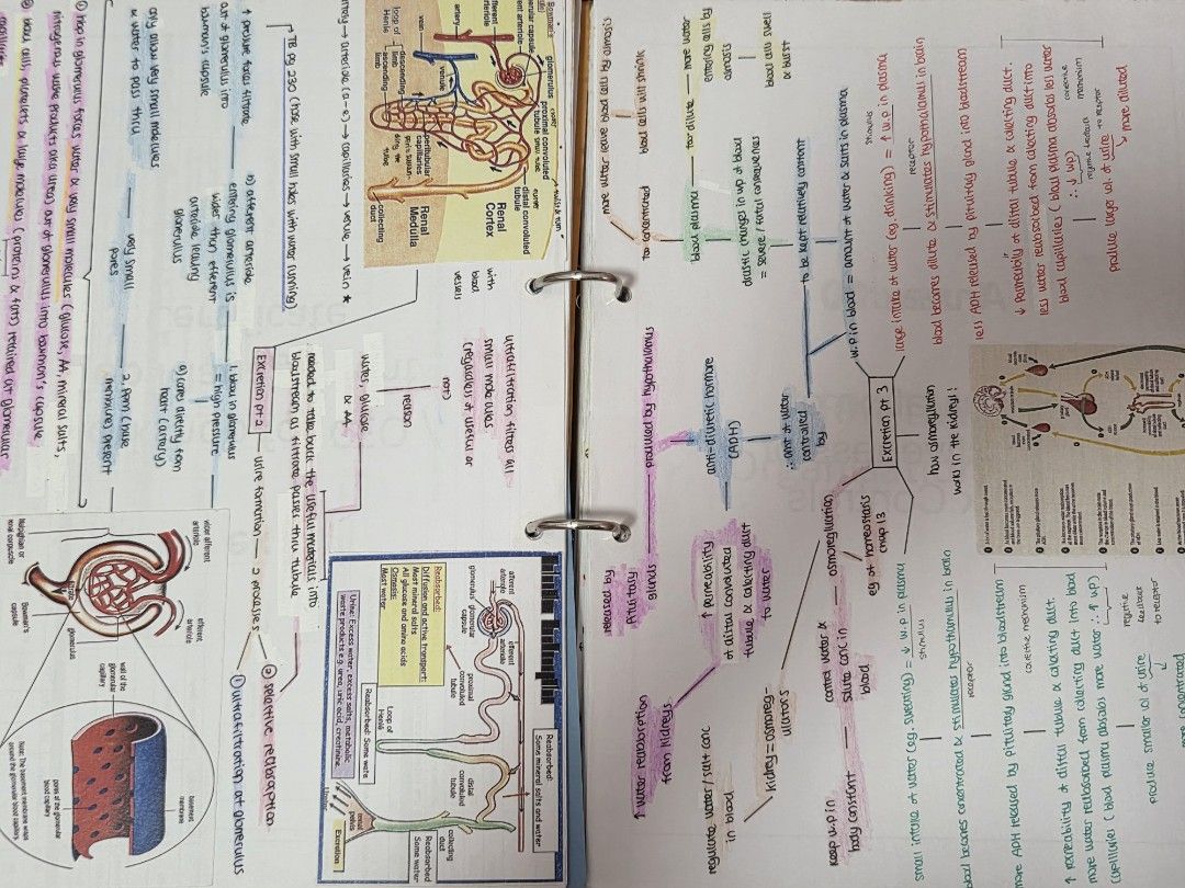 O level upper sec notes (Category: Stationery & School Supplies) located in Singapore. Submitted by jkks2010 (Listing ID 1365669480, Image 2). Description: wanting to sell my hand written notes for the following subjects: 1. emath 2. amath 3. pure biology 4. pure chemistry 5. geography (combined humanities) do note that these notes were made back in 2021 / 2022, hence some of the content may already be out of syllabus etc above are some examples 