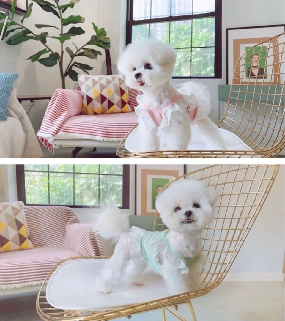 Pet’s S (chest 34-37cm) 5 for $10 only (Category: Homes & Other Pet Accessories) located in Singapore. Submitted by furry.couture (Listing ID 1365824760, Image 3). Description: Lightly used All 5 for $10 only Not for fussy buyers Chest 34-37cm, length 25-28cm .