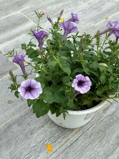 (Category: ) located in . Submitted by plantsman (Listing ID 1365692680, Image 1). Description: .