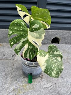 (Category: ) located in . Submitted by plant_guy (Listing ID 1365725545, Image 1). Description: .