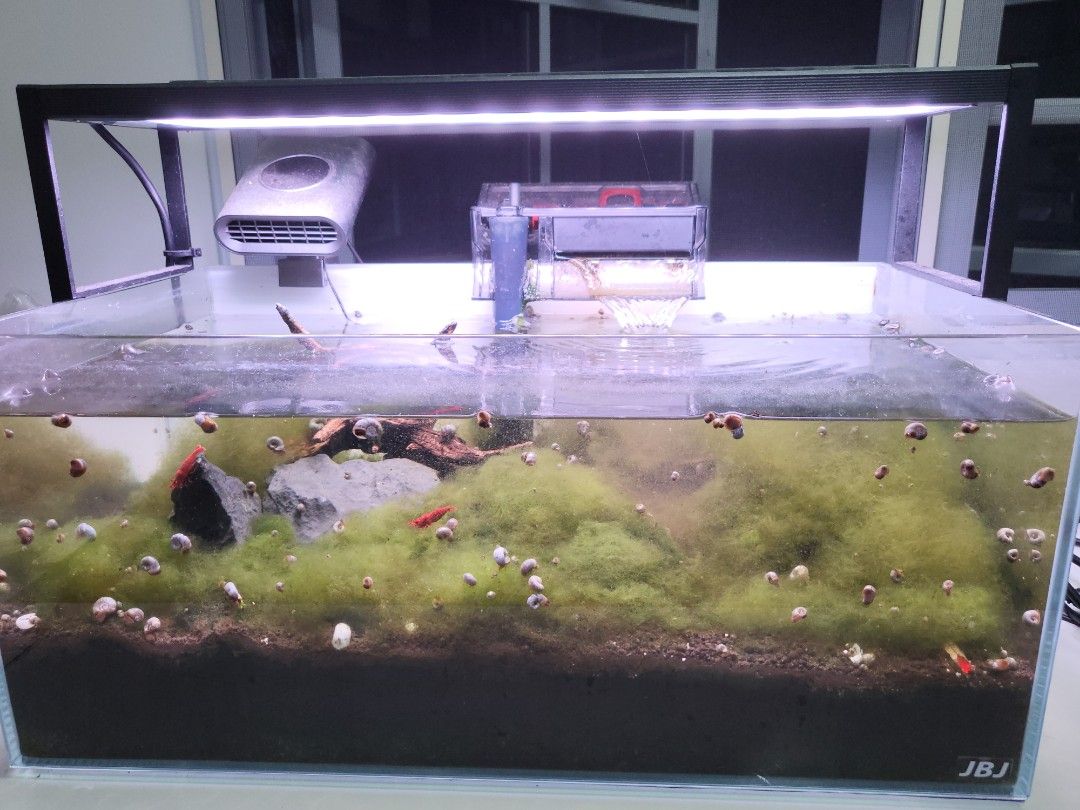 Aquarium (Category: Homes & Other Pet Accessories) located in Singapore. Submitted by wongyeng (Listing ID 1365960637, Image 1). Description: JBJ nano tankset with light and pump and rocks+wood+ada soil and fire shrimps and snails.