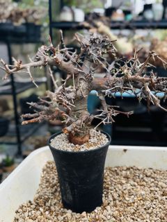 (Category: ) located in . Submitted by cuteplantsworld (Listing ID 1365923942, Image 1). Description: .