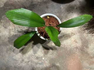 (Category: ) located in . Submitted by cyang.tree (Listing ID 1365977657, Image 1). Description: .