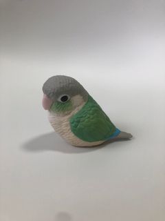 Parakeet For Sale Carousell Singapore