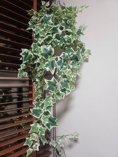 （分類：）位於 。 由 declutteragen05 提交（商品編號 1366102616，圖片 1）。簡介： 。