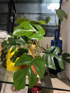 (Category: ) located in . Submitted by earth3 (Listing ID 1366148596, Image 1). Description: .