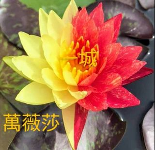 由 tom302093531310 (刊登 ID 1366363738，圖片 1) 提交，位於 的 (類別：)，說明：。