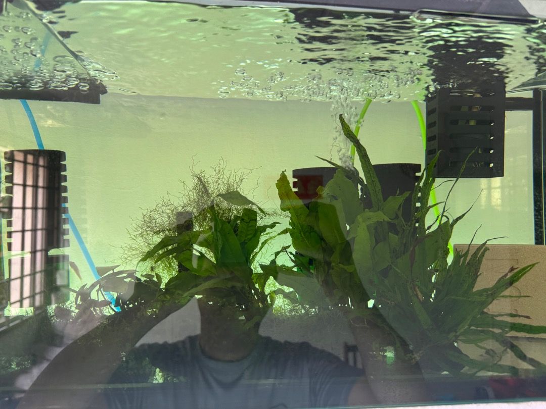 aquarium plant (Category: Homes & Other Pet Accessories) located in Singapore. Submitted by alvin1991lim (Listing ID 1366215777, Image 2). Description: Anubias pinto-$10 Annubias Vareigated-$10 Annubias petite-$10 needle leaf Fern-$20 trident fern-$15 Echinodorus ozelot red-$6(sold) echinodorus parviflorus red-$10(sold) Echinodorus opacus-$30 flame moss-$10(sold) red moss-$30.