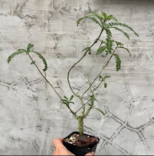 (Category: ) located in . Submitted by sghaworthiahabitat (Listing ID 1366354824, Image 1). Description: .