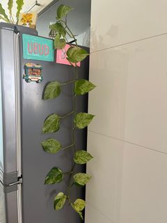 （分類：）位於 。 由 mart_en 提交（商品編號 1363809307，圖片 1）。簡介： 。