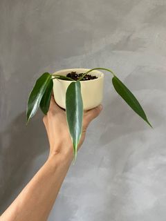 (Category: ) located in . Submitted by pgwplants (Listing ID 1366217465, Image 1). Description: .