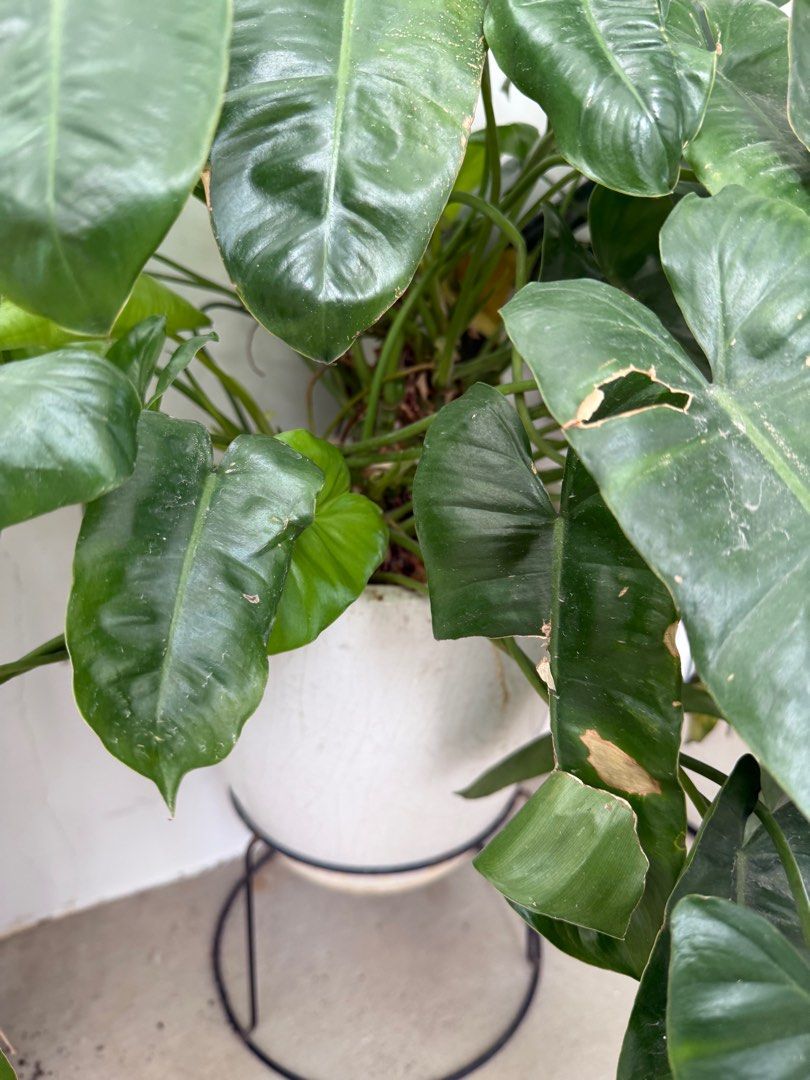 Plants65075501446274112