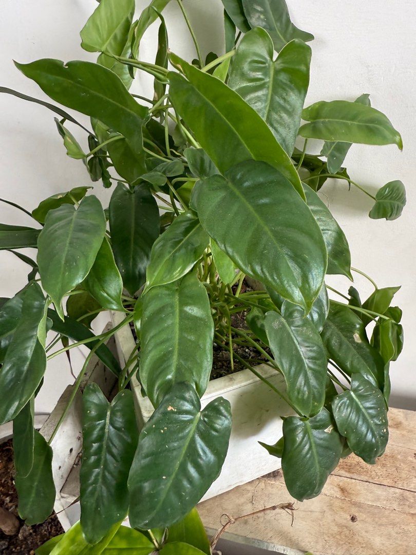 Plants
