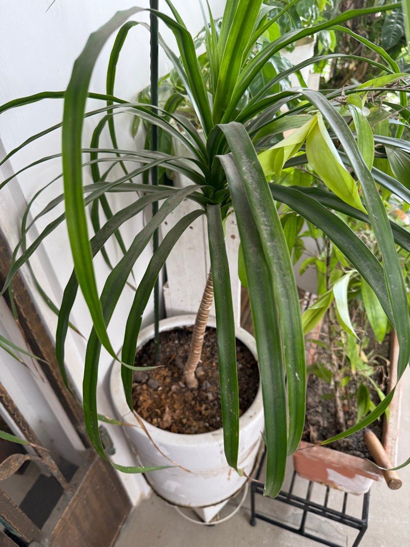 Plants65075501446274111