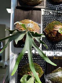 P. Willinckii Yellow Moon×Phoenix Cnx Exotic Fern - P.Willinckii cv.Yellow moon