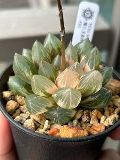 ネイバーフッド SRL つかもと 伝市鉢 陶器鉢 アガベ ハオルチア Srl