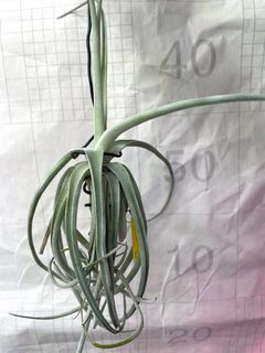 （分類：）位於 。 由 broadsky219366 提交（商品編號 1366428703，圖片 1）。簡介： 。