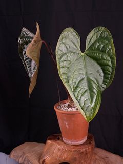 （分類：）位於 。 由 FernAroid 提交（商品編號 1366498629，圖片 1）。簡介： 。
