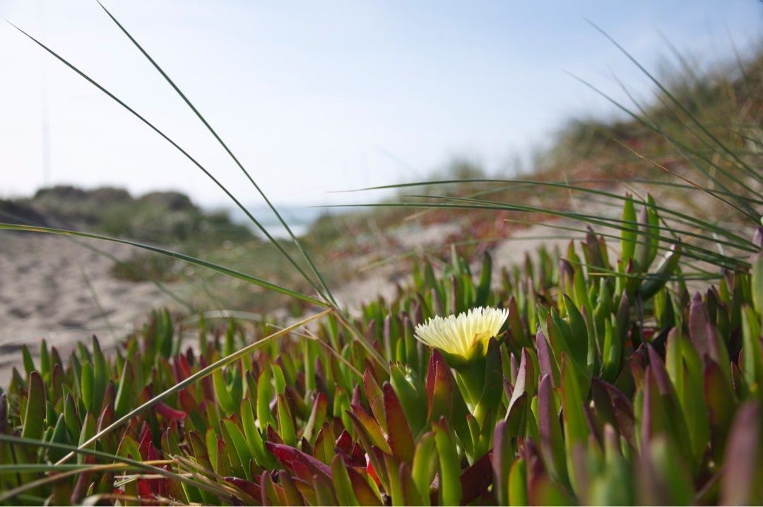 Aquatic plant