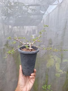 (Category: ) located in . Submitted by azaagarden.sg (Listing ID 1366538869, Image 1). Description: .