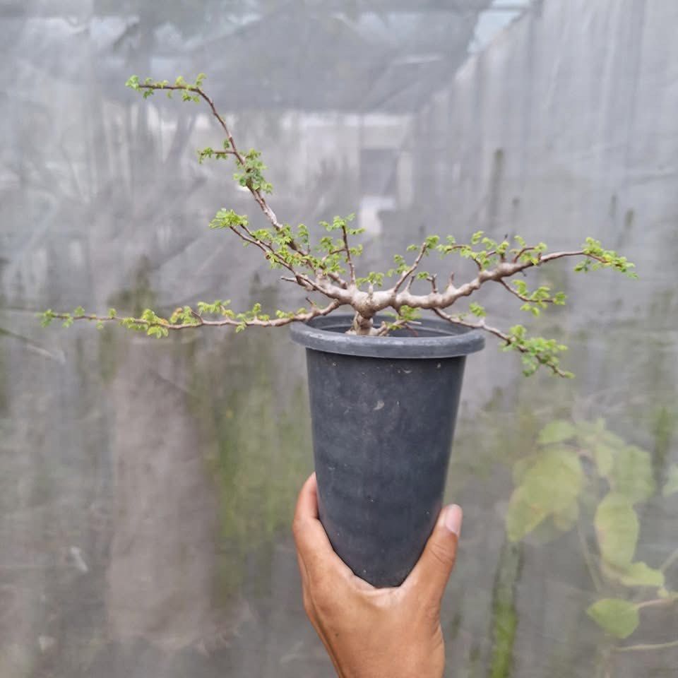 Commiphora EYL (Category: Plants & Seeds) located in Singapore. Submitted by azaagarden.sg (Listing ID 1366538869, Image 2). Description: Have 2 pots .